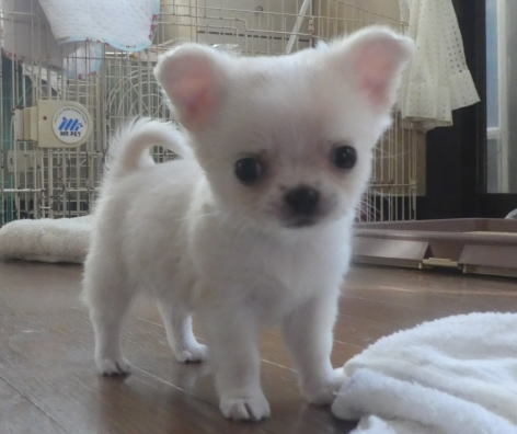 チワワ 犬の販売・譲渡 28337 丸いお顔の小さな男の子♪