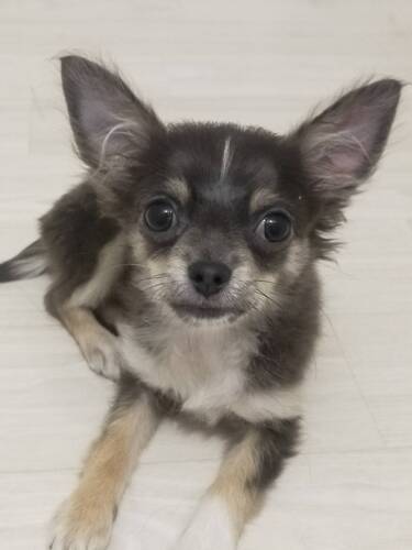 チワワ 犬の販売・譲渡 28341 ロングチワワ