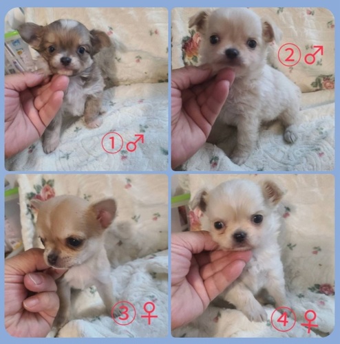 チワワ 犬の販売・譲渡 28343 チワワ兄妹を卸値以下でお譲り致します。