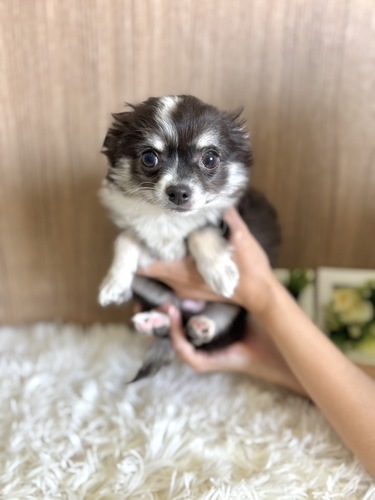 チワワ 犬の販売・譲渡 28344 激かわな男の子
