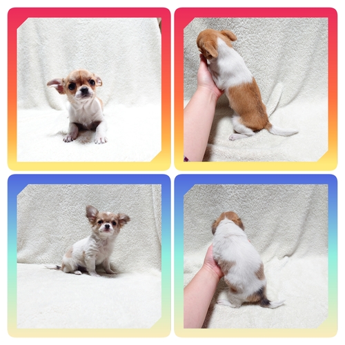 チワワ 犬の販売・譲渡 28346 ●ロングとスムース・総額表示です。●