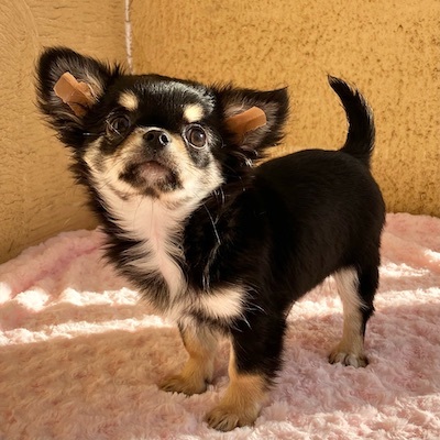 チワワ 犬の販売・譲渡 28350 ブラックタン男の子