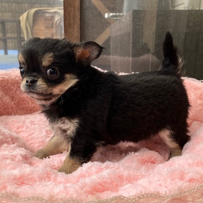 チワワ 犬の販売・譲渡 28351 ブラックタン女の子