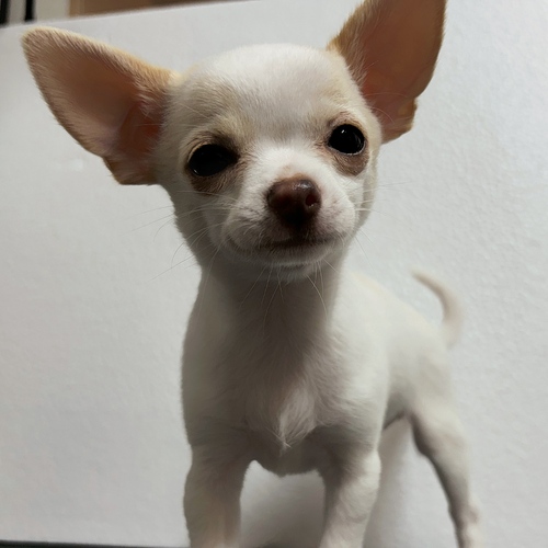 チワワ 犬の販売・譲渡 28355 性格よし!スムースチワワの男の子