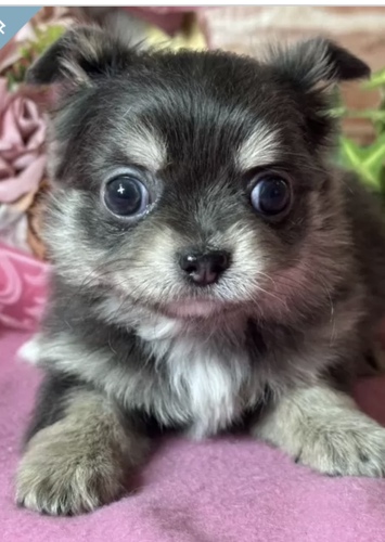 チワワ 犬の販売・譲渡 28356 有難うございました