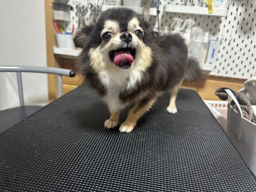 チワワ 犬の販売・譲渡 28367 可愛いお顔です