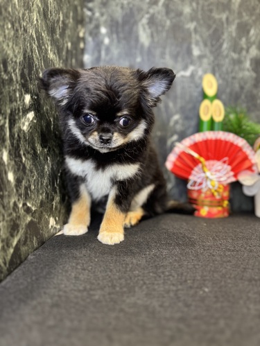 チワワ 犬の販売・譲渡 28369 マズル短めイケメン君。全て込み。