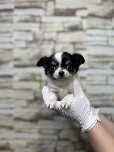 チワワ 犬の販売・譲渡 28377 ホワイトブラック&タンカラーの女の子