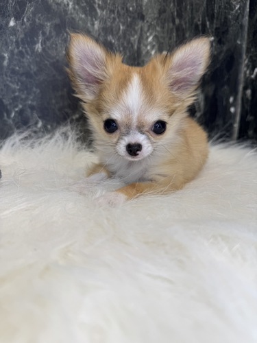 チワワ 犬の販売・譲渡 28378 おちびの美人さん。全て込み。