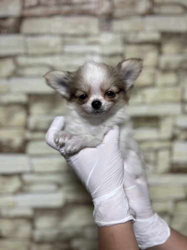 チワワ 犬の販売・譲渡 28379 ホワイト&フォーン男の子