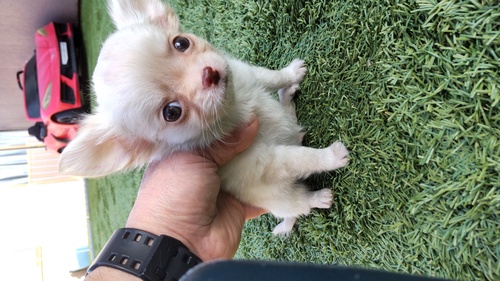 チワワ 犬の販売・譲渡 28381 つぶらな瞳の男の子、込み込み価格です。