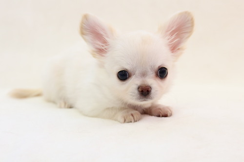チワワ 犬の販売・譲渡 28382 募集一時停止 訳あり クリームの女の子