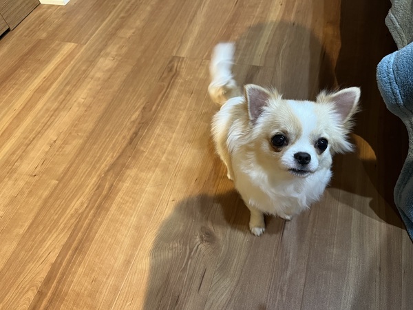 チワワ 男の子 ホワイト&クリーム 犬の販売 28384