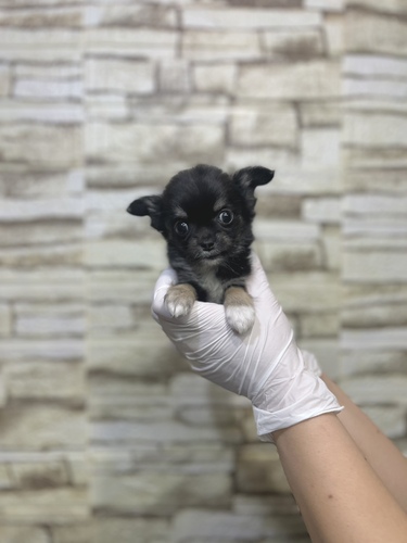 チワワ 犬の販売・譲渡 28388 ブラックタン&ホワイトカラーの女の子