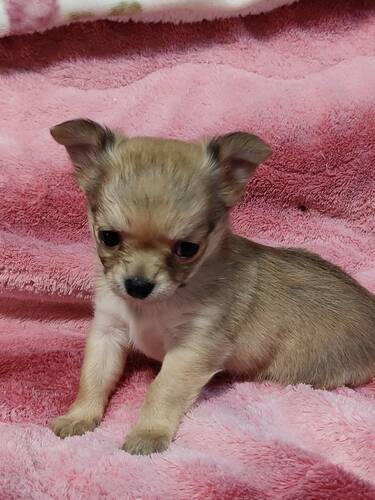 チワワ 犬の販売・譲渡 28395 小さめチワワ君