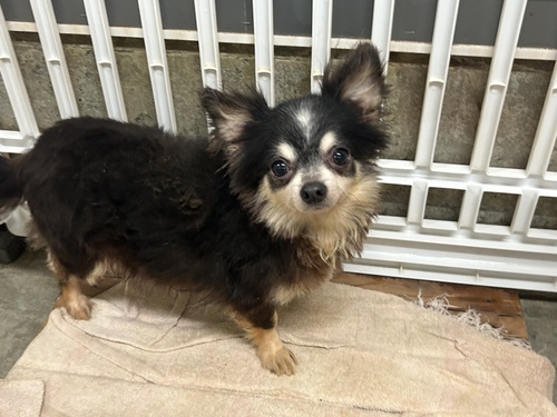 チワワ 犬の販売・譲渡 28401 3歳メス