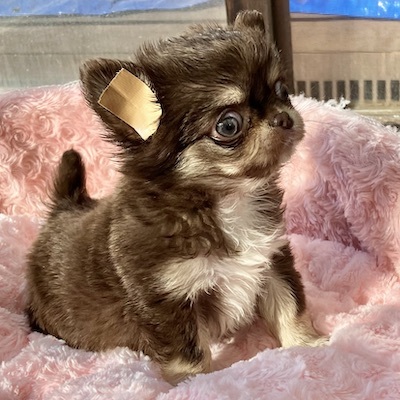 チワワ 犬の販売・譲渡 28402 訳あり里親募集