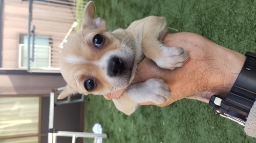 チワワ 犬の販売・譲渡 28406 ムチムチすむちの女の子です