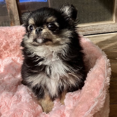 チワワ 犬の販売・譲渡 28407 もふもふ可愛い「モケ」