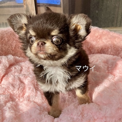 チワワ 犬の販売・譲渡 28411 チョコタン王子