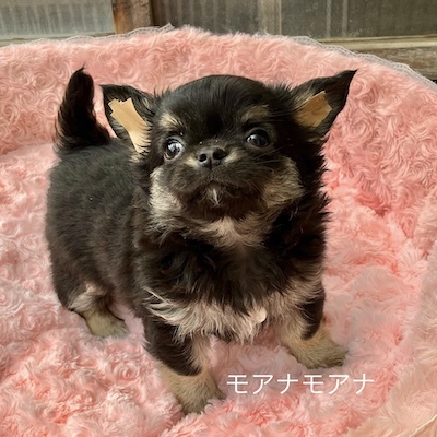 チワワ 犬の販売・譲渡 28412 むっちり女の子「モアナモアナ」
