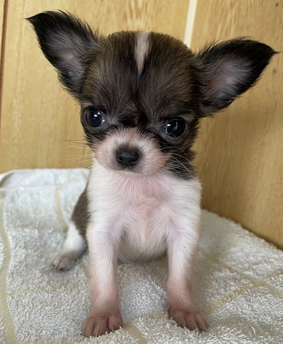 チワワ 犬の販売・譲渡 28419 チワワ(ロング)女の子