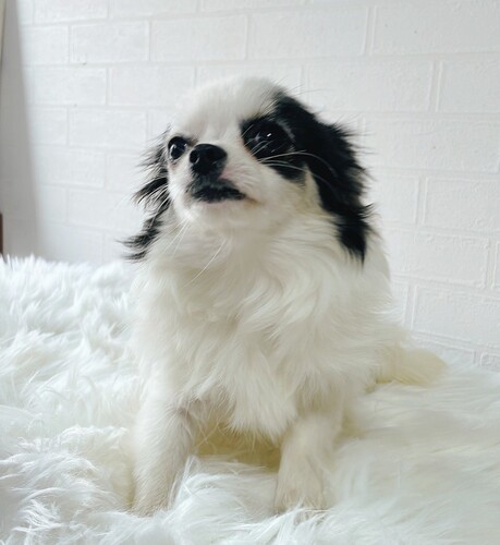 チワワ 犬の販売・譲渡 28436 小降りなアイパンチちゃん