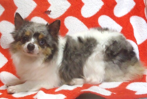 チワワ 犬の販売・譲渡 28437 ブルーマール&ホワイト