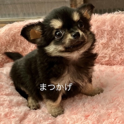 チワワ 犬の販売・譲渡 28440 マイペースな「まつかげ」