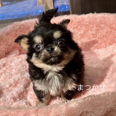 チワワ 犬の販売・譲渡 28441 なつっこい「まつかぜ」