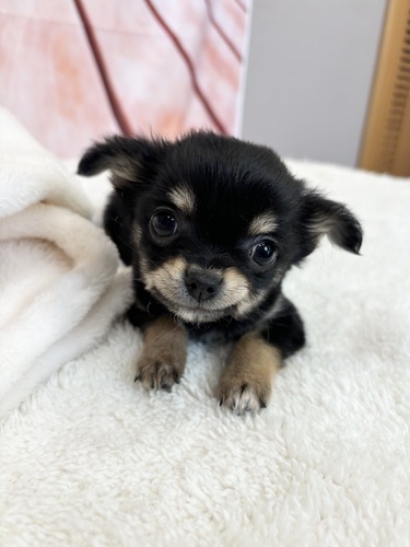 チワワ 犬の販売・譲渡 28443 ロングコート/ブラックタン&ホワイト