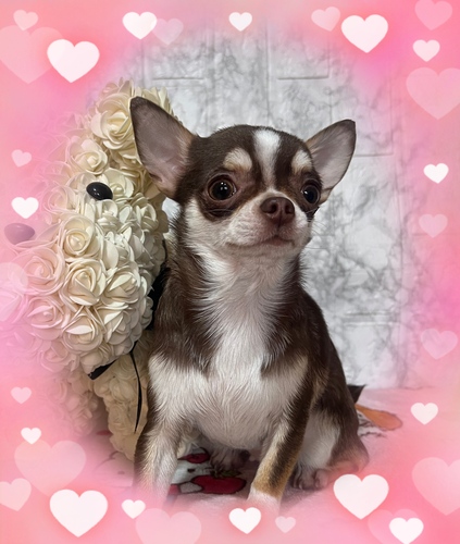 チワワ 犬の販売・譲渡 28444 1.9kg大人しい抜群の美人拘りのある方へ♪