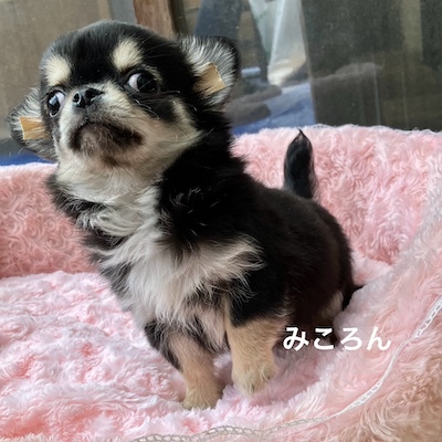 チワワ 犬の販売・譲渡 28456 「みころん」