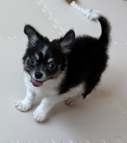 【総額表示】ビビリの慎重派..慣れるとべったり甘え 犬の販売 28459