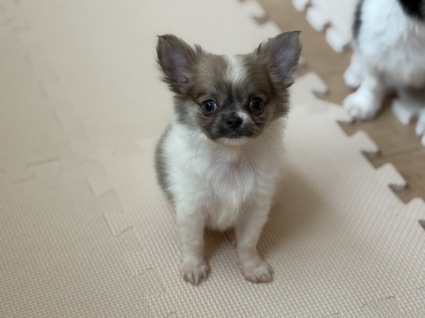 【総額表示】遊ぶより抱っこが大好き♪ 犬の販売 28460