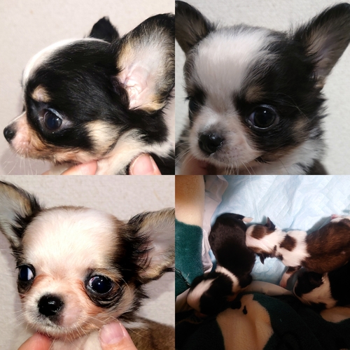 チワワ 犬の販売・譲渡 28461 チワワ三兄弟