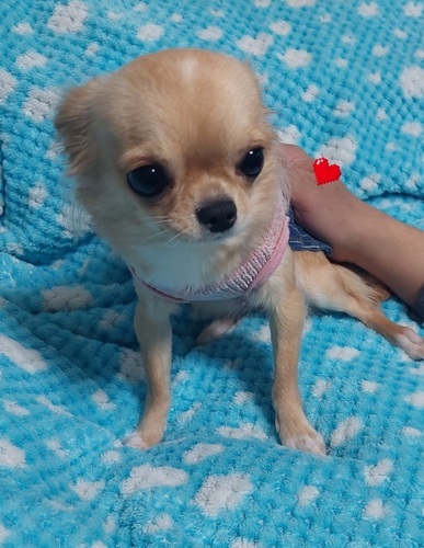 チワワ 犬の販売・譲渡 28463 小さくてとっても美人さん(*´∀`*)