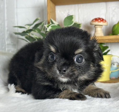 チワワ 犬の販売・譲渡 28467 チワワ兄妹