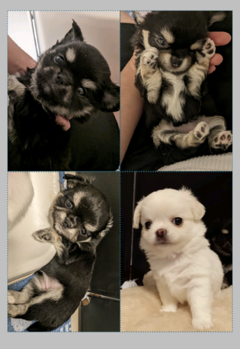 チワワ 犬の販売・譲渡 28469 可愛いチワワ4匹います☺️