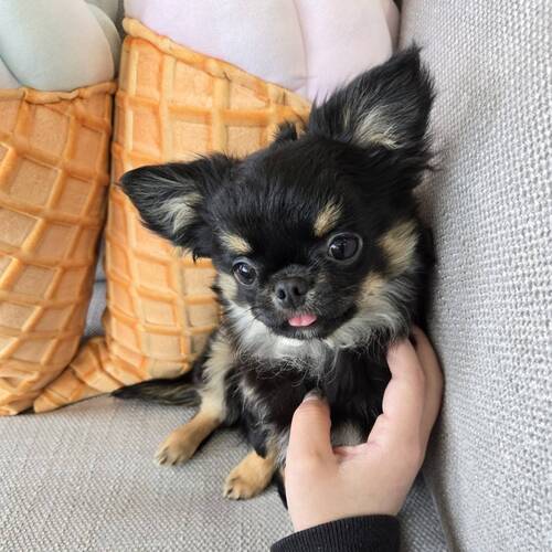 チワワ 犬の販売・譲渡 28473 price down↓↓しました♡