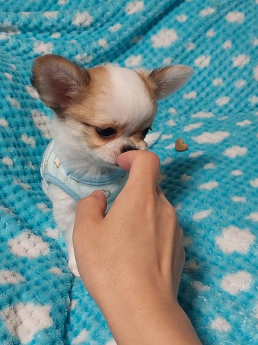 チワワ 犬の販売・譲渡 28475 即決お値引き中☆小ぶりな可愛いチワワ兄弟U^ェ^U