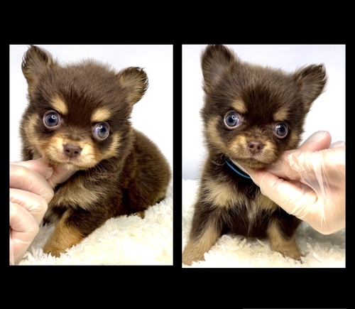 チワワ 犬の販売・譲渡 28478 両親遺伝子クリア!!