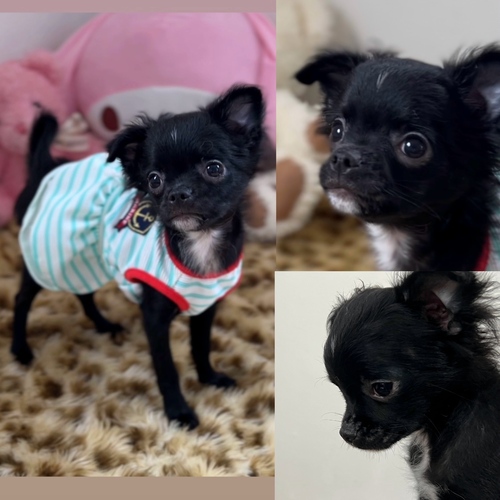 チワワ 犬の販売・譲渡 28480 ☆優しい男の子☆