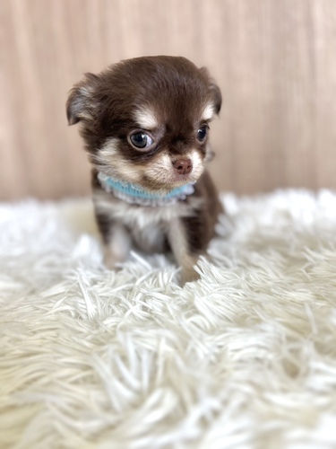 チワワ 犬の販売・譲渡 28481 600gの小さな男の子