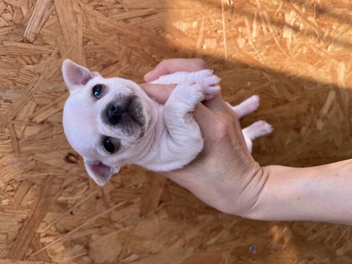 チワワ 犬の販売・譲渡 28482 お顔の可愛い男の子