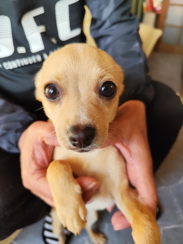 チワワ 犬の販売・譲渡 28483 チワワスムース(長崎市
