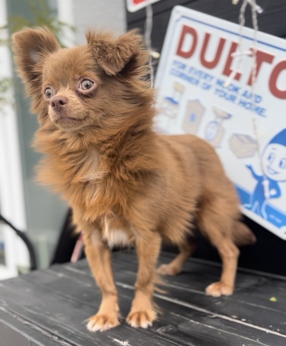 チワワ 犬の販売・譲渡 28485 イザベラホワイト