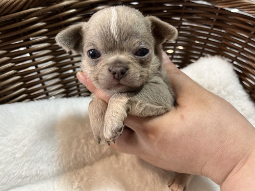 チワワ 犬の販売・譲渡 28486 ありがとうございます