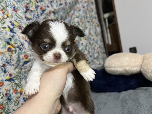 チワワ 犬の販売・譲渡 28487 ありがとうございました