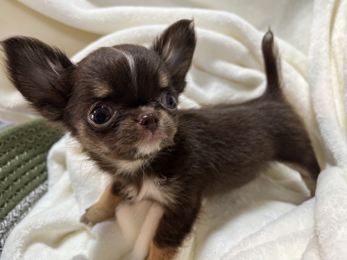 チワワ 犬の販売・譲渡 28488 極小チョコタン女の子